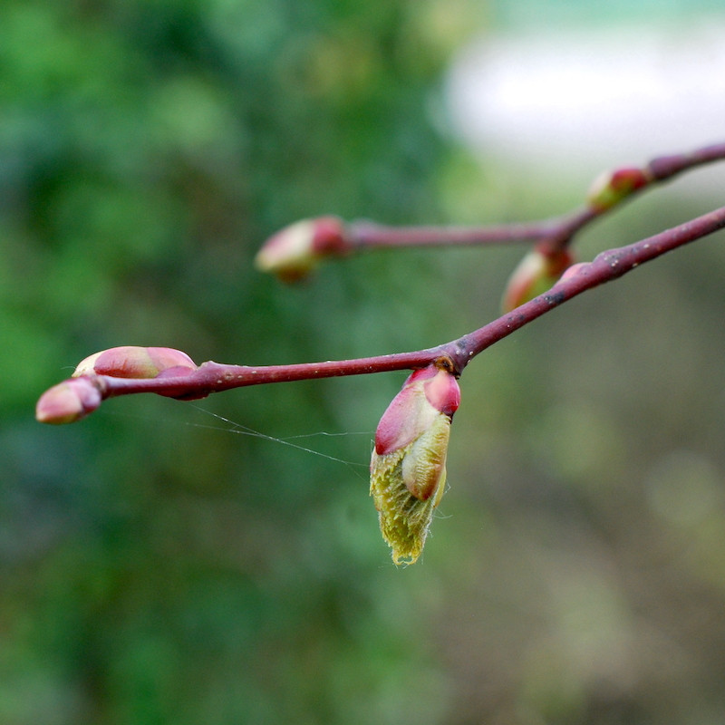 Macérat dilué dynamisé (D1) de bourgeons de Tilleul