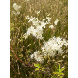 Alcoolature de Reine des prés (Teinture-mère)