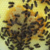 Rayon d'une ruche